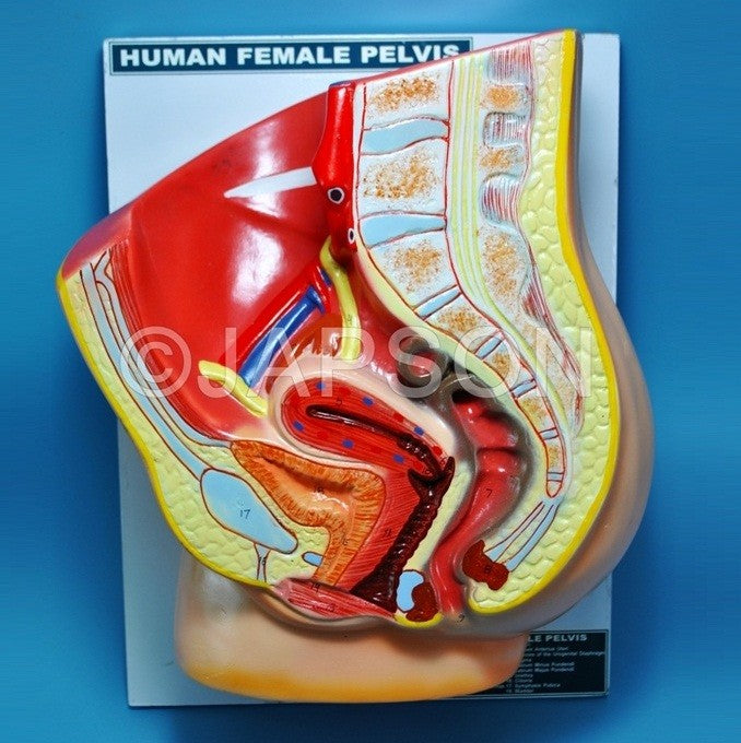 Human Pelvis, Female Human Pelvis, Female